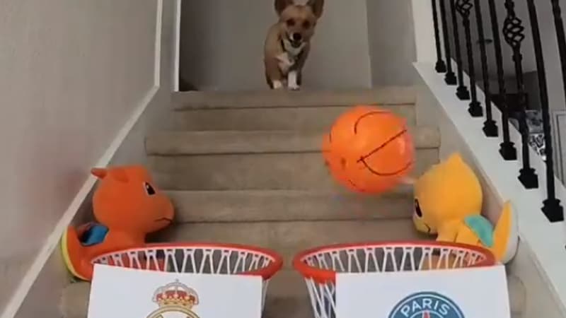 Un chien pronostiqueur a simulé la fin de la Ligue des champions 2024 (et la finale est excitante)